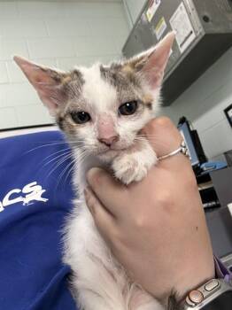 CREMINI -  Domestic Short Hair Cat Available for Adoption in Corpus Christi, Texas - CREMINI | PetCurious