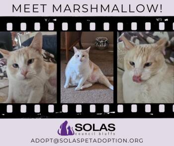 Rescue Siamese and Domestic Short Hair Cats for Adoption in Council Bluffs, Iowa - Marshmallow  --  (df) | PetCurious