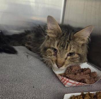 Vinnie Paul -  Domestic Long Hair Cat for Adoption in El Paso, Texas - Vinnie Paul | PetCurious