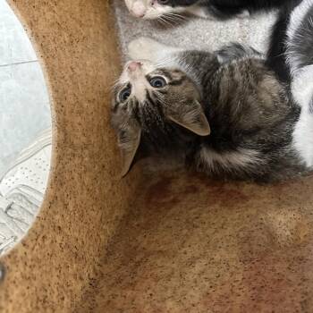 Silver -  Domestic Medium Hair Cat for Adoption in Philadelphia, Pennsylvania - Silver | PetCurious