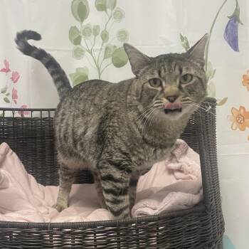 Domestic Short Hair Cats Available for Adoption in Kanab, Utah - Bugle | PetCurious