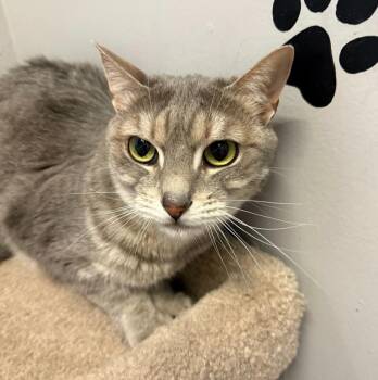 Domestic Short Hair Cats Available for Adoption - Cookie | PetCurious