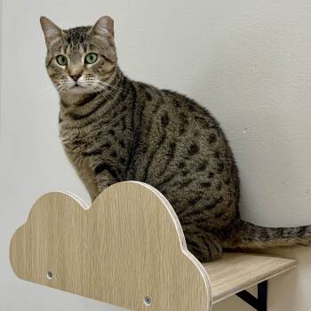 Rescue Domestic Short Hair Cats for Adoption in Medina, Ohio - Stapler | PetCurious