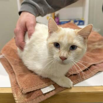 Domestic Short Hair and Siamese Cats Available for Adoption - Fritz | PetCurious