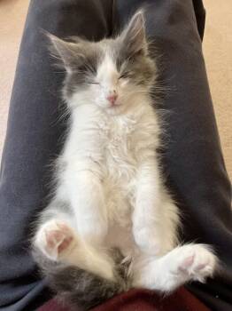 Domestic Long Hair Cats Available for Adoption - Sega | PetCurious
