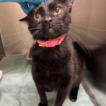 A479597 -  Domestic Short Hair Cat for Adoption in Oklahoma City, Oklahoma - A479597 | PetCurious