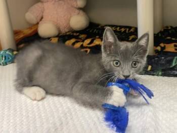 Domestic Short Hair Cats Available for Adoption in Salinas, California - ZIGGY | PetCurious