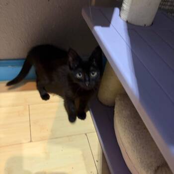 Shine -  Domestic Short Hair Cat for Adoption in Pleasanton, California - Shine | PetCurious