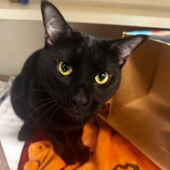 Theodore -  Domestic Short Hair Cat for Adoption in Wheeling, Illinois - Theodore | PetCurious