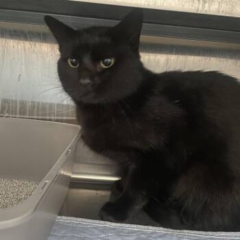 Rainbows -  Domestic Short Hair Cat for Adoption in West Des Moines, Iowa - Rainbows | PetCurious