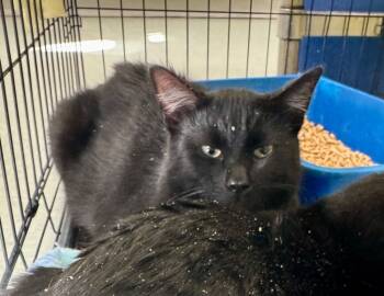 Rescue Domestic Short Hair Cats for Adoption in Danielsville, Georgia - Earl | PetCurious