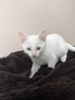 26-351 Luna -  Domestic Short Hair Cat for Adoption in Barnesville, Georgia - 26-351 Luna | PetCurious