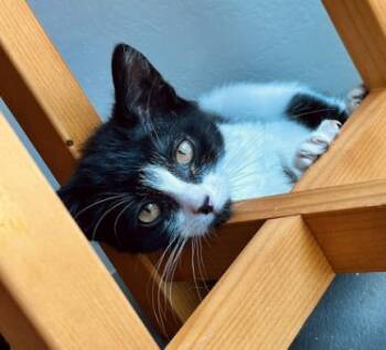 ROSHAN -  Domestic Long Hair Cat for Adoption in Colorado Springs, Colorado - ROSHAN | PetCurious