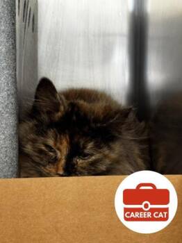 Domestic Long Hair and Domestic Short Hair Cats Available for Adoption in Roseville, California - Rebekah | PetCurious
