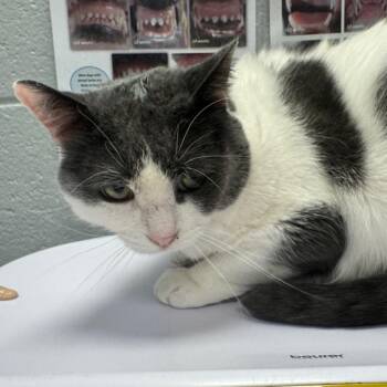Joss -  Domestic Short Hair Cat for Adoption in West Olive, Michigan - Joss | PetCurious