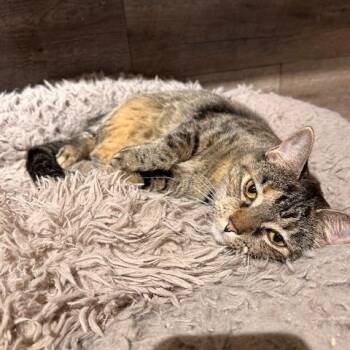 Dolly -  Domestic Short Hair Cat for Adoption in Greensburg, Pennsylvania - Dolly | PetCurious