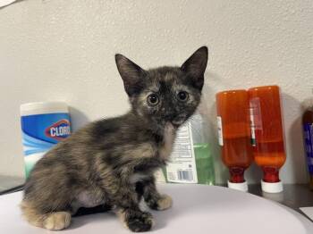 Domestic Short Hair Cats Available for Adoption in Bolivar, Missouri - Lasagna | PetCurious