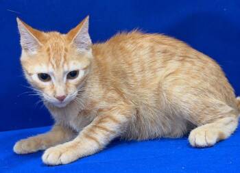 Clyde -  Abyssinian Cat for Adoption in Ruston, Louisiana - Clyde | PetCurious