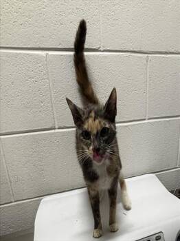 HOLLY -  Domestic Short Hair Cat for Adoption - HOLLY | PetCurious