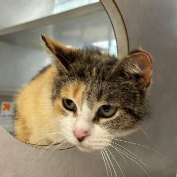 Starlight -  Domestic Short Hair Cat Available for Adoption in Walker, Michigan - Starlight | PetCurious
