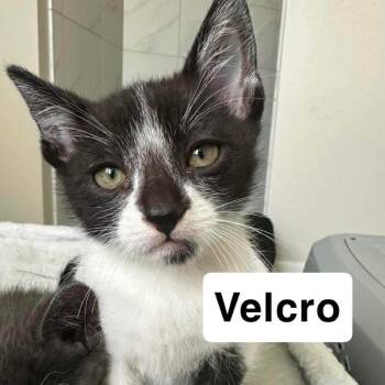 Domestic Short Hair Cats Available for Adoption in Nampa, Idaho - Velcro | PetCurious
