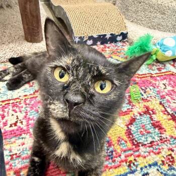 Vermont -  Domestic Short Hair Cat for Adoption in Palm Harbor, Florida - Vermont | PetCurious