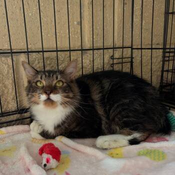 Ummi -  Domestic Long Hair Cat for Adoption in Riverwoods, Illinois - Ummi | PetCurious