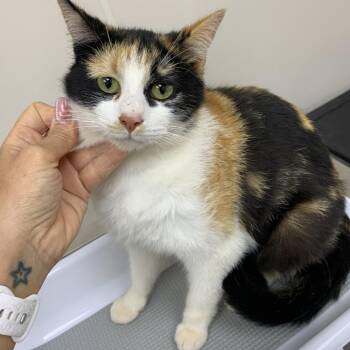 Domestic Short Hair Cats Available for Adoption in Morganton, North Carolina - Tour Of Italy | PetCurious