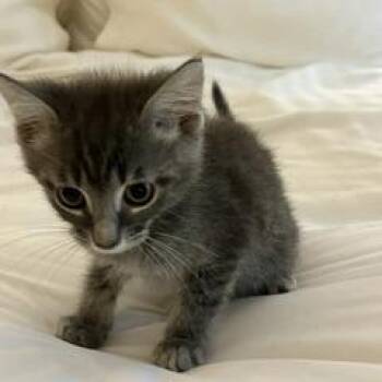 Allen -  Domestic Short Hair Cat for Adoption in Greensboro, Georgia - Allen | PetCurious