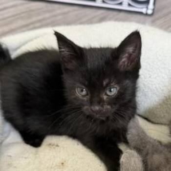 Homer -  Domestic Short Hair Cat for Adoption in Richmond, Virginia - Homer | PetCurious