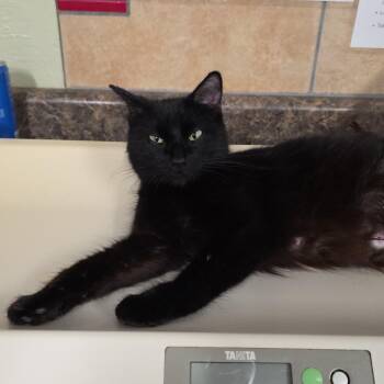 Domestic Medium Hair Cats Available for Adoption in Eureka Springs, Arkansas - Guacamole | PetCurious