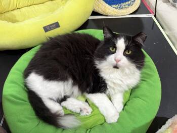 Max -  Domestic Long Hair Cat for Adoption in Reeseville, Wisconsin - Max | PetCurious