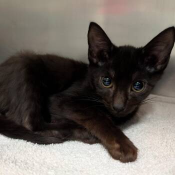 Domestic Short Hair Cats Available for Adoption - Stubbed Toe | PetCurious