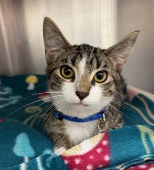 Lloyd -  Domestic Short Hair Cat for Adoption in Neosho, Missouri - Lloyd | PetCurious