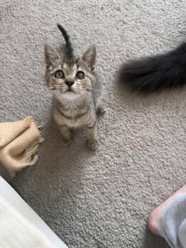 Ms. Vanderbilt -  Domestic Short Hair Cat for Adoption in West Chester, Pennsylvania - Ms. Vanderbilt | PetCurious