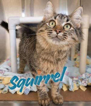 Squirrel -  Domestic Medium Hair Cat for Adoption in Nevada, Iowa - Squirrel | PetCurious