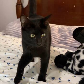 Knight -  Domestic Short Hair Cat for Adoption in Daphne, Alabama - Knight | PetCurious