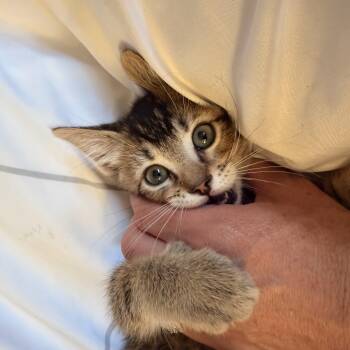 Prince -  American Shorthair Cat for Adoption in Norco, California - Prince | PetCurious