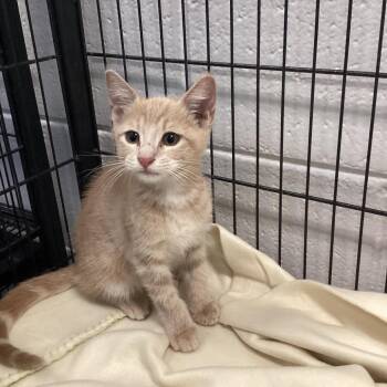 Kitter -  Domestic Short Hair Cat for Adoption in Montgomery, Alabama - Kitter | PetCurious