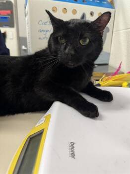 A535135 -  Domestic Short Hair Cat for Adoption in St. Peters, Missouri - A535135 | PetCurious