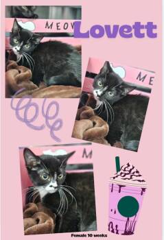 Rescue Domestic Short Hair Cats for Adoption in Blountville, Tennessee - Lovett | PetCurious