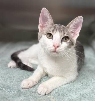 Mabel -  Domestic Short Hair Cat for Adoption in Pawleys Island, South Carolina - Mabel | PetCurious