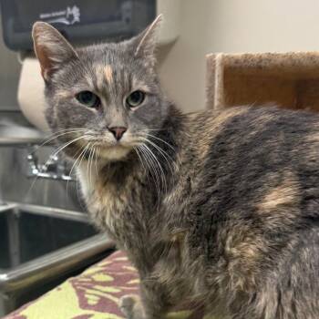 Domestic Short Hair Cats Available for Adoption - Kitty | PetCurious