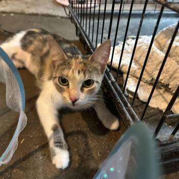 Mooney -  Calico Cat for Adoption in Marlette, Michigan - Mooney | PetCurious