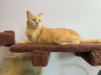 Bucky (cat cafe) -  Domestic Short Hair Cat for Adoption in West Lafayette, Indiana - Bucky (cat Cafe) | PetCurious