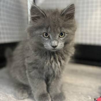Dorothy -  Domestic Long Hair Cat for Adoption in Ridgely, Maryland - Dorothy | PetCurious