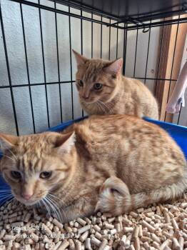 American Shorthair Cats Available for Adoption - Spice | PetCurious