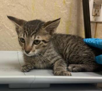 Domestic Short Hair Cats Available for Adoption in Honolulu, Hawaii - Reggie | PetCurious