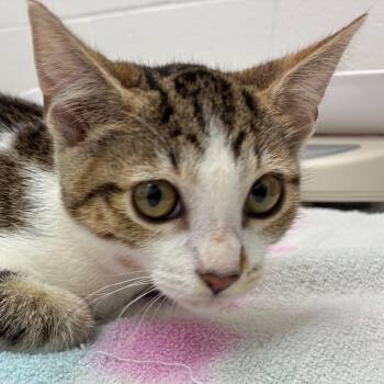 Pixel -  Domestic Short Hair Cat for Adoption in Corpus Christi, Texas - Pixel | PetCurious