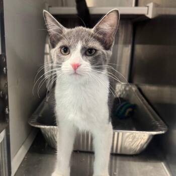 Naomi Scott -  Domestic Short Hair Cat for Adoption in Dearborn, Michigan - Naomi Scott | PetCurious